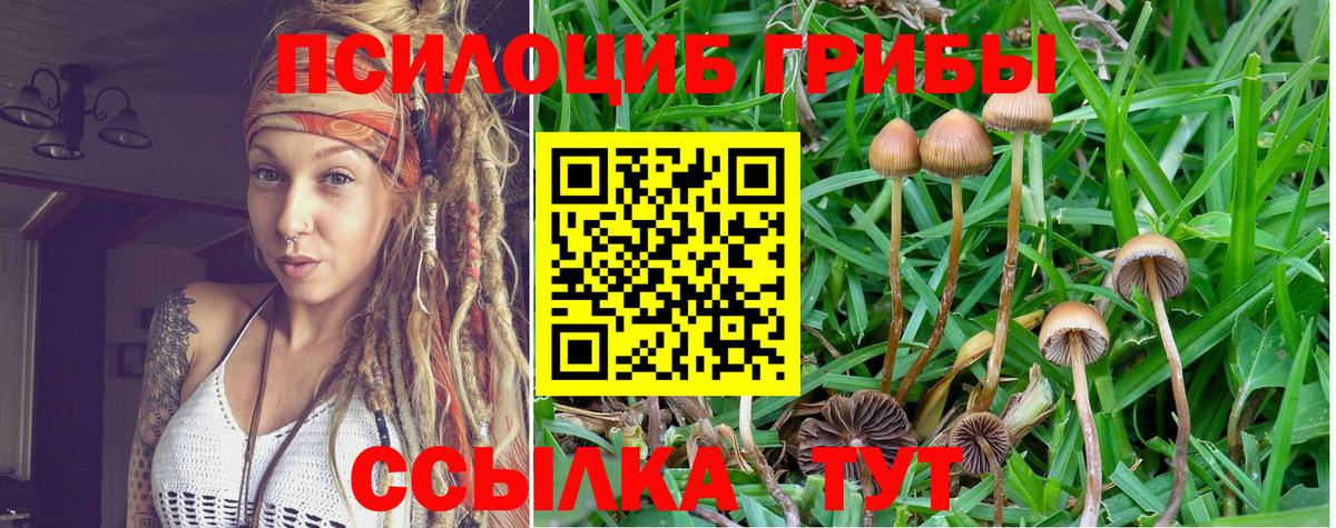 Псилоцибиновые грибы Psilocybine cubensis Вязьма